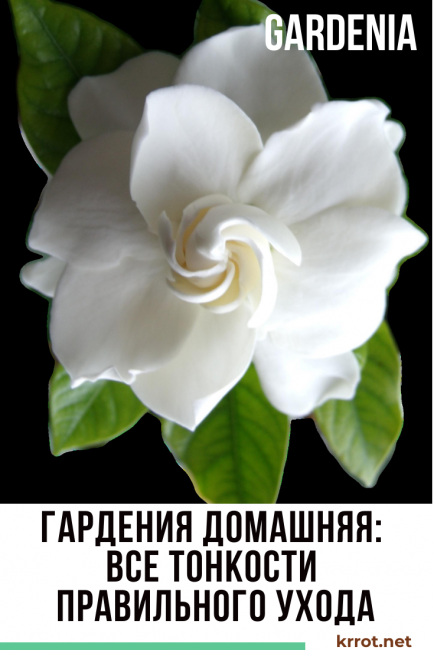 Gardenian koti