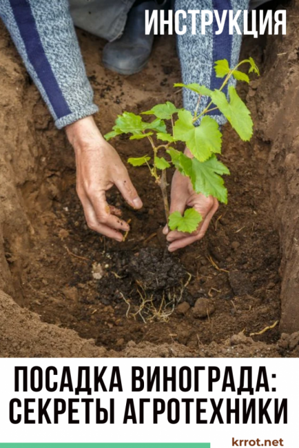 rypäleiden istuttaminen