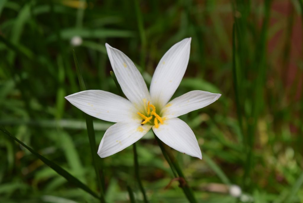 Zephyranthes у дома