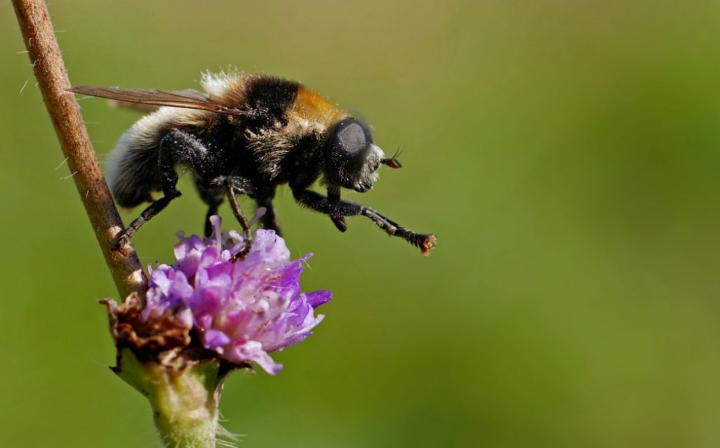 Mosca del narciso plaga
