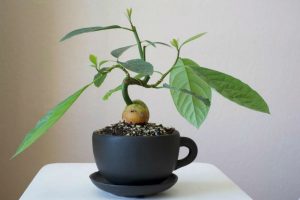 ¿Qué se puede cultivar a partir de un hueso en casa?
