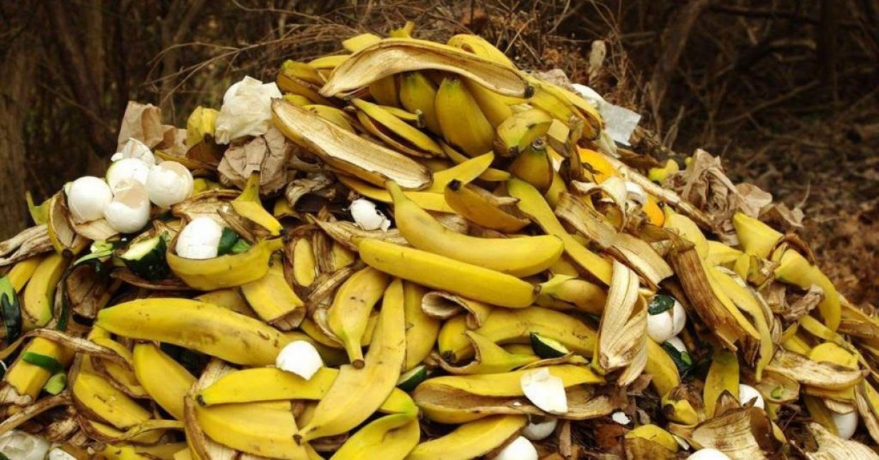 Banaanin kuorta voi käyttää kompostin valmistukseen
