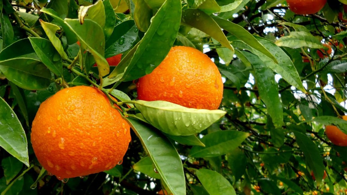 Portakal ağacı