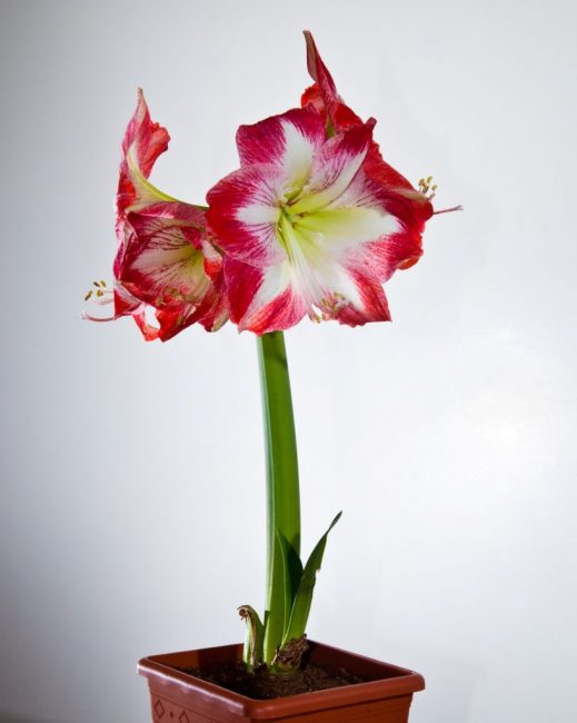 Foto de amarilis