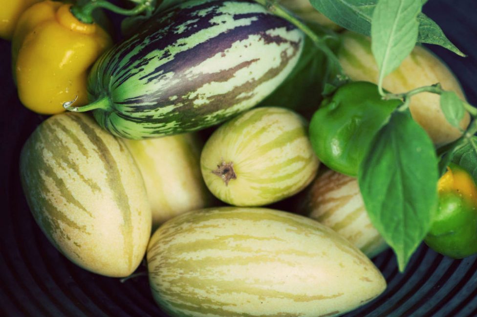 Pepino