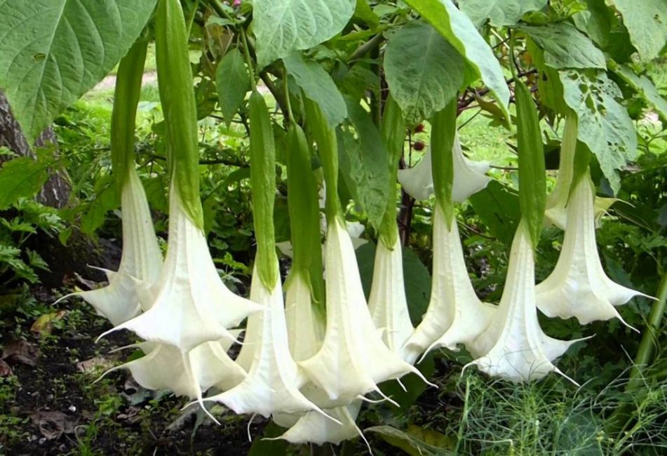 Çeşit Brugmansia candida
