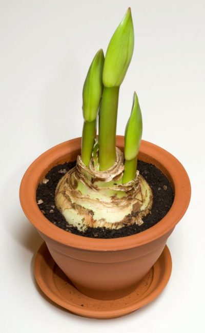 La proporción correcta de maceta y bulbo en plantas bulbosas.