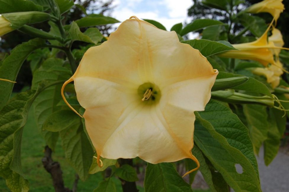 brugmansia aurea
