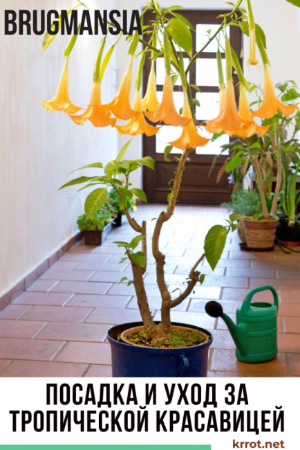 Brugmansia: tohumlardan büyüyen evde dikim ve bakım