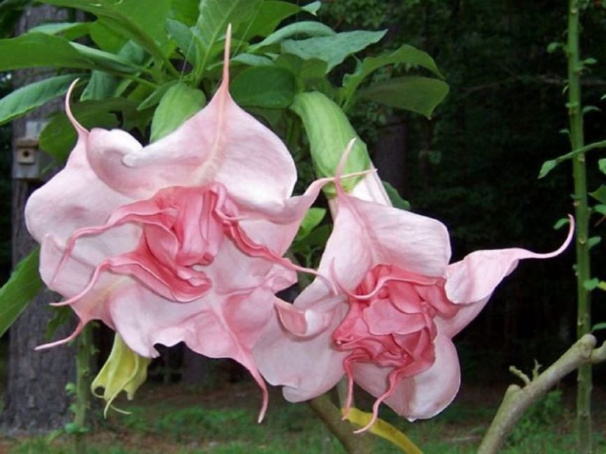 brugmansia