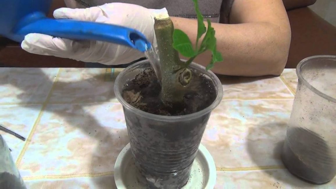 Brugmansia - sulama