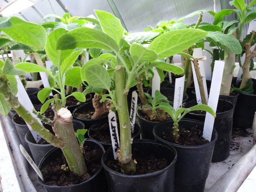 Brugmansia - üreme
