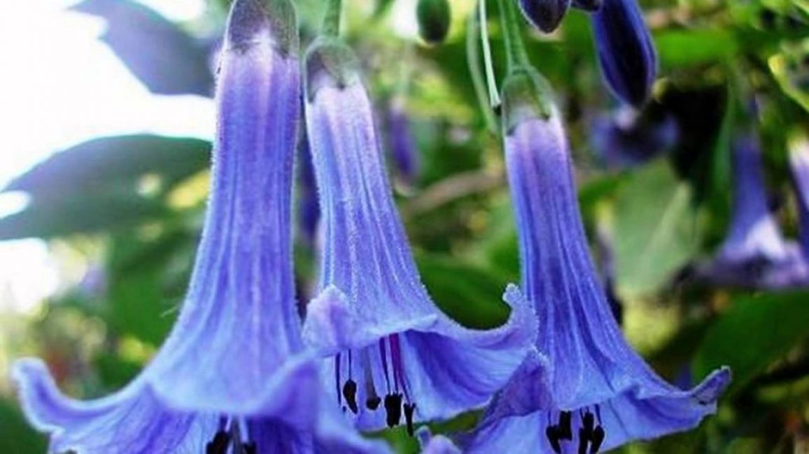 brugmansia