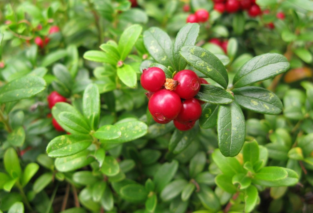 отглеждане на боровинки