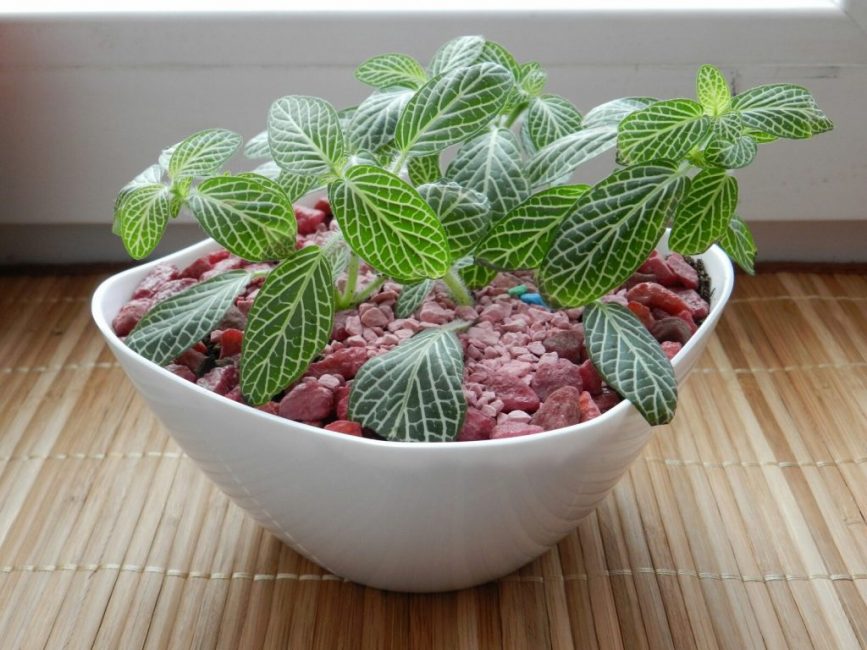 Fittonia