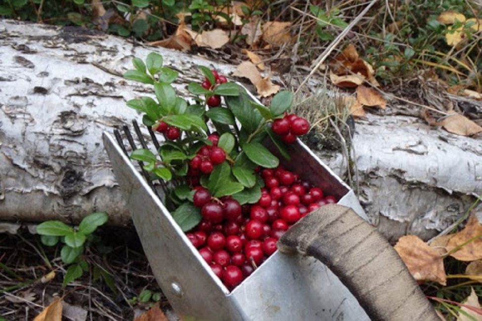 Foto de una cosechadora de cangilones para recolectar arándanos rojos