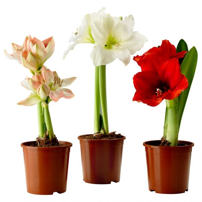 Hippeastrum