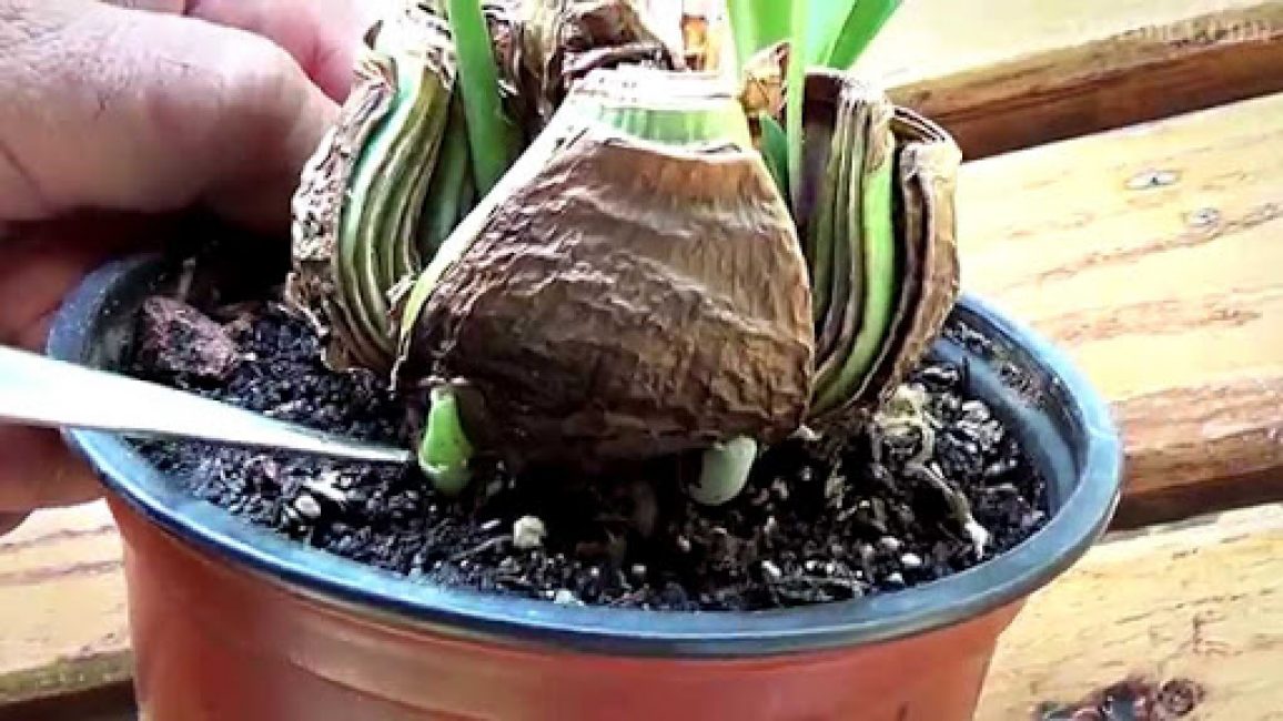 Hippeastrum, plantación y cuidado en el hogar.