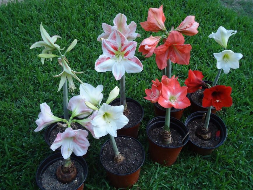 Hippeastrum