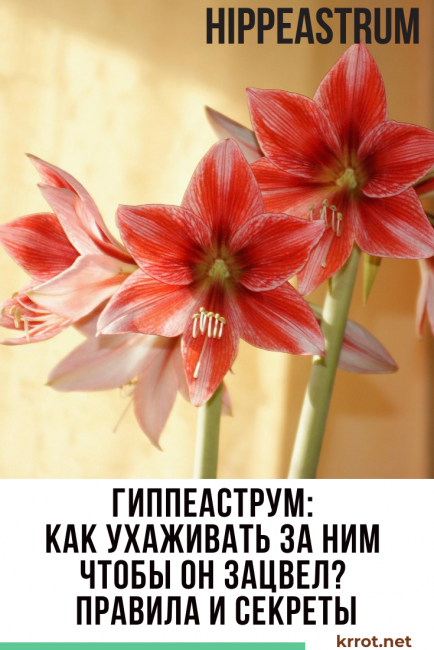 Hippeastrum es una flor hermosa, ideal para criar en casa.