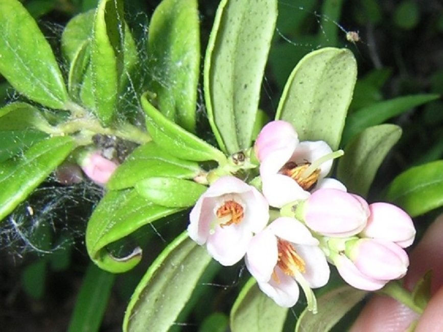 En los brotes, las flores se recolectan en inflorescencias racemosas de 10 a 20 piezas en cada una.