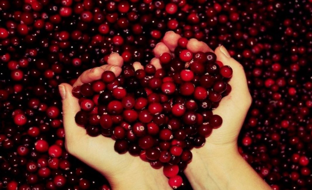 Las frutas, que son bayas esféricas rojas, pueden tener un diámetro de hasta 18 mm.