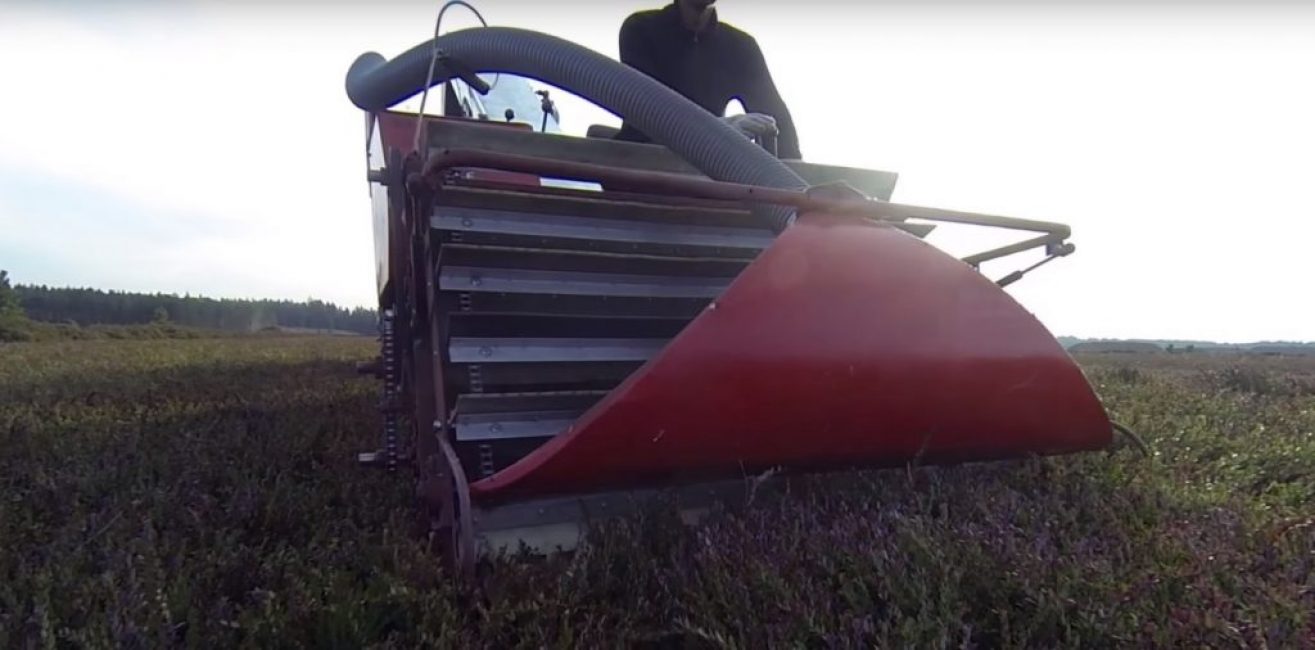 Dispositivo para recoger arándanos