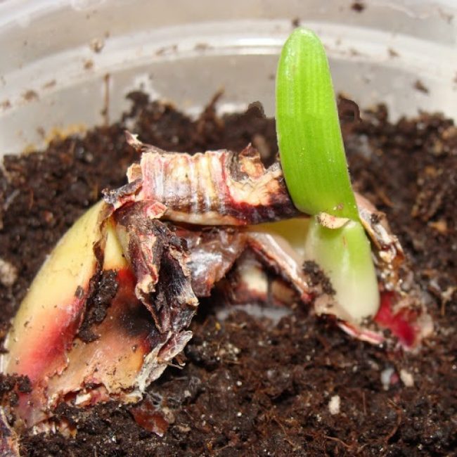 Propagación de hippeastrum por escamas de bulbos.