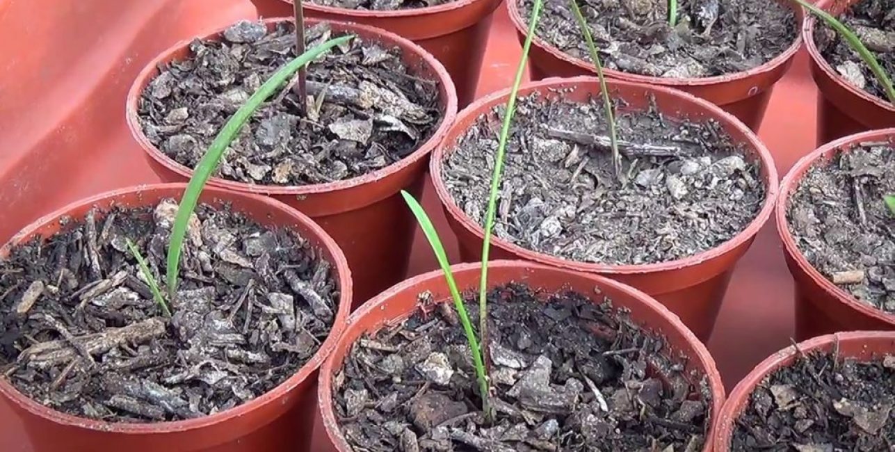 Hippeastrum propagación por semillas