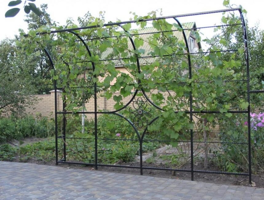 Trellis