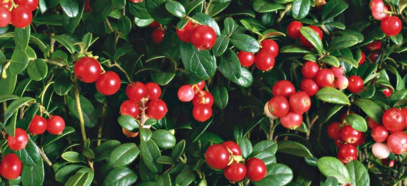 Las bayas de arándano rojo contrastan fuertemente con su color brillante contra el fondo del follaje verde.