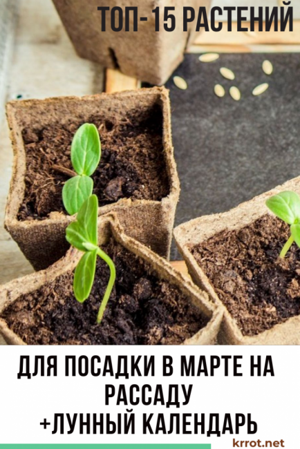 fidan için Mart ayında