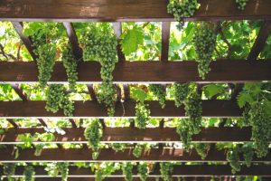 Tapiz para uvas de liga: instrucciones con dimensiones y dibujos para hacer tus propias manos.