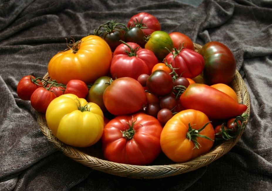 La abundancia de variedades de tomates estándar es asombrosa.