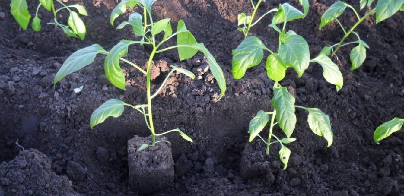 Plantera plantor av paprika i öppen mark