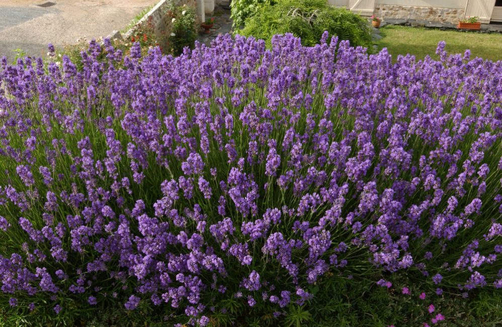 Ryhmäistutus on kuin violetti pilvi