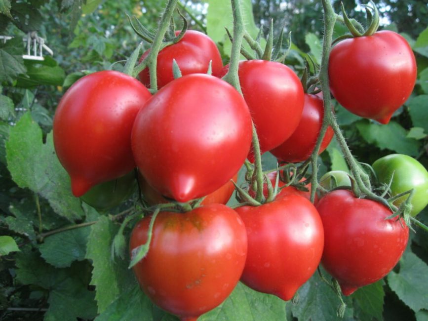 Kobzar