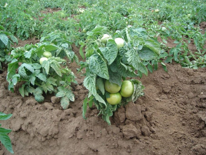 Así lucen los arbustos de las variedades de tomate determinantes