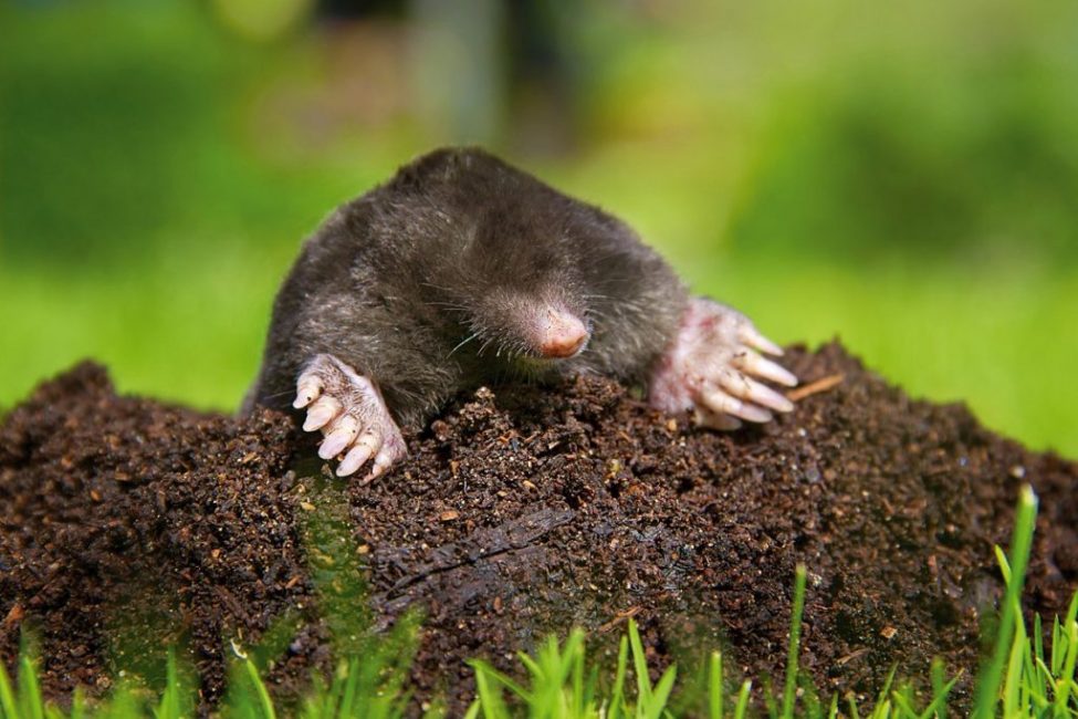 Myyrät pilaavat nurmikon kaivamalla käytäviä juurien alle ja muodostamalla pintaan kumpuja.