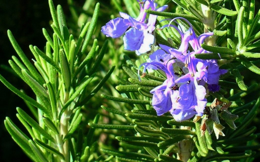 Biberiye, dekoratif niteliklere sahip aromatik, baharatlı bir bitkidir.