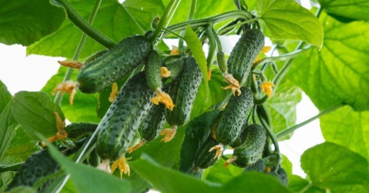 Hybridien tärkein etu on korkea tuotto