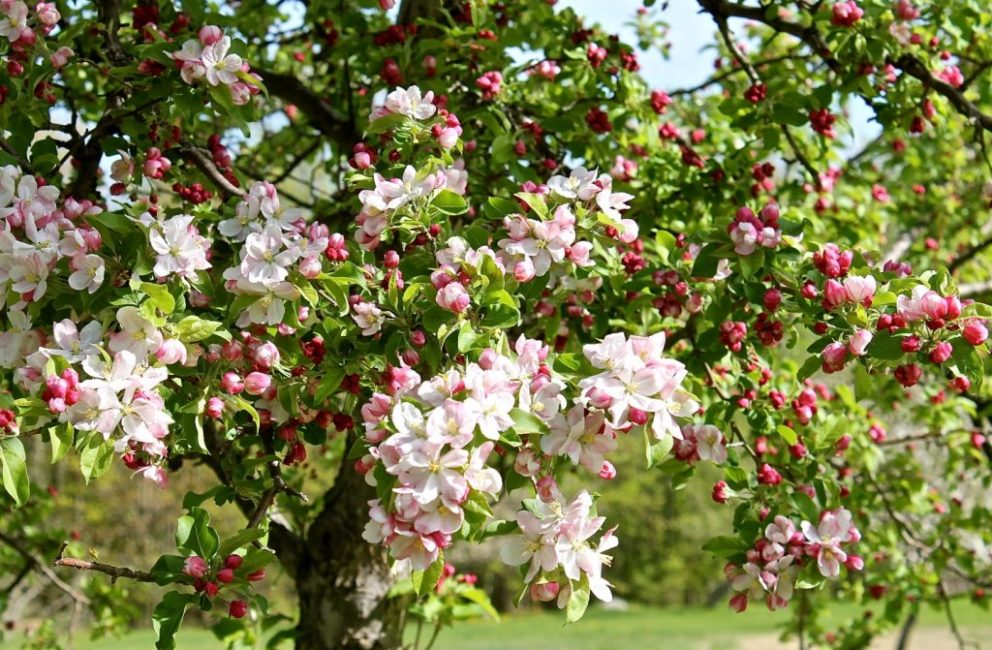 Under blomningsperioden, för rosenknoppar, är trädgårdsbearbetning förbjuden