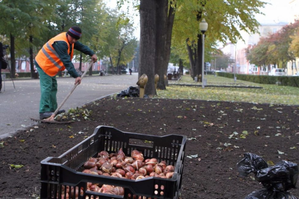 Det är viktigt att välja en lämplig plats och förbereda marken