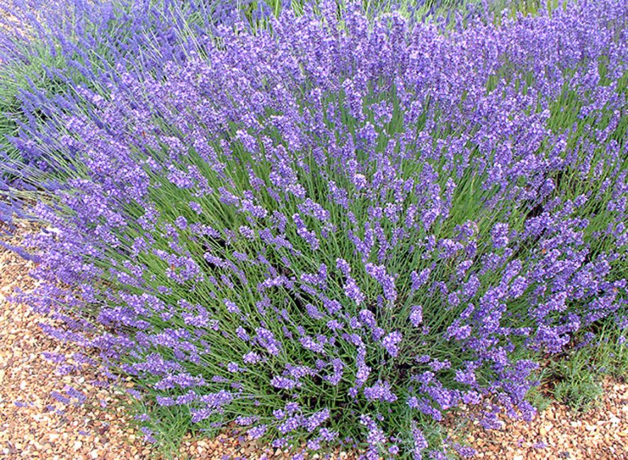 Englantilainen angustifolia lavender