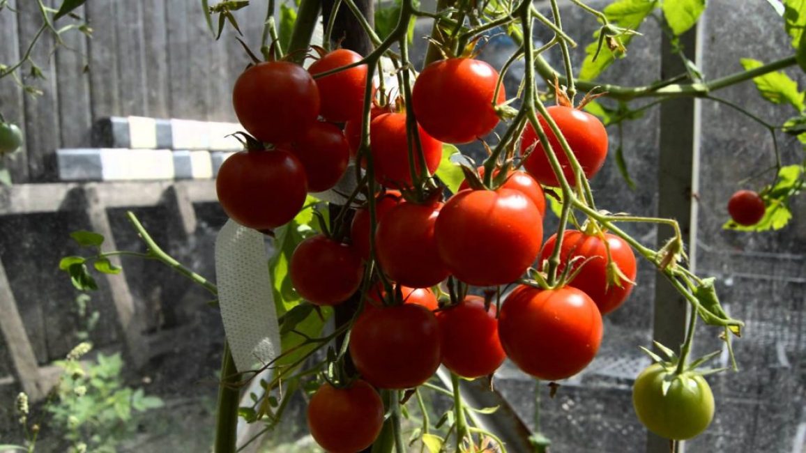 Caperucita Roja