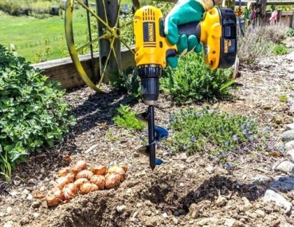 Lökplantering