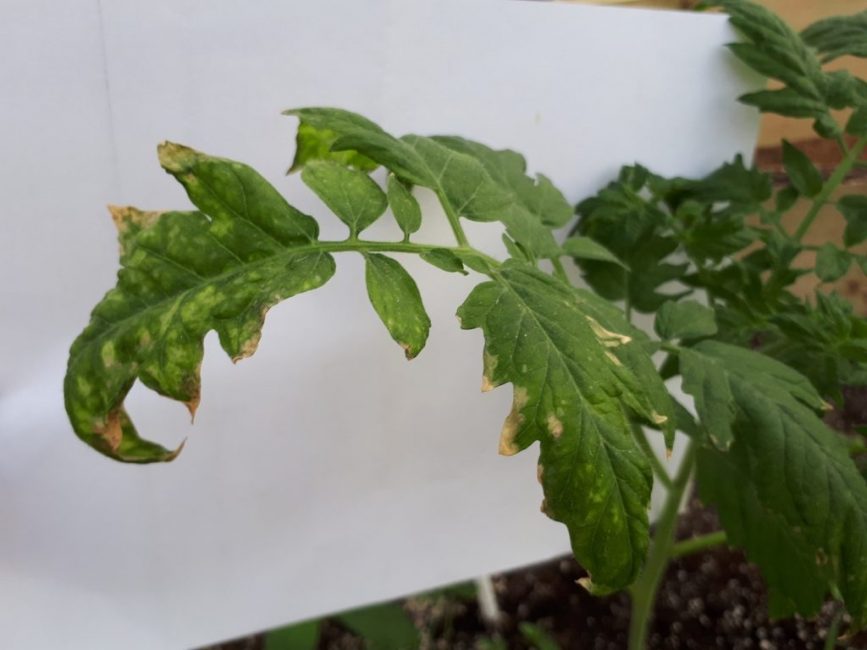 Hojas torcidas y quemaduras en una plántula de tomate adulta
