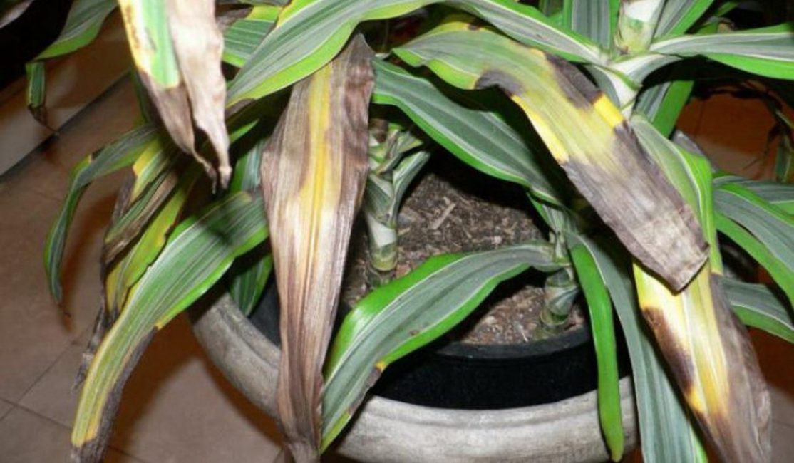 Torsión y caída de hojas de dracaena por exceso de humedad.