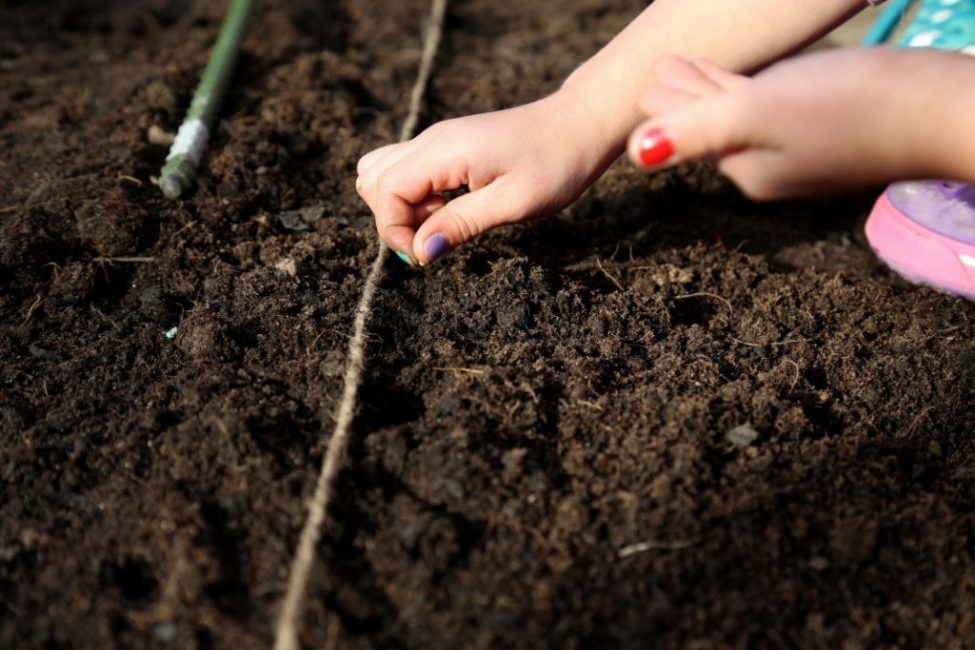 Plantera växter i flera rader med en reptagg
