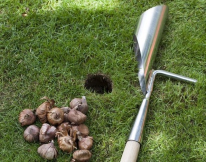 Lökplantering